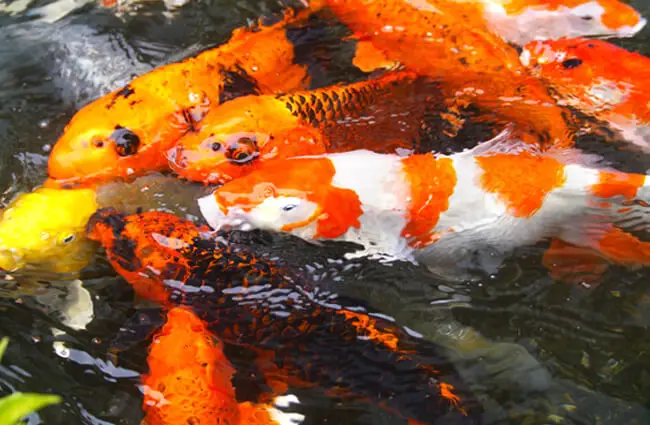 Оранжевый карп (Кои) Фото: Масако Арнто https://pixabay.com/photos/aquarium-fish-colored-carp-koi-fish-1447283/