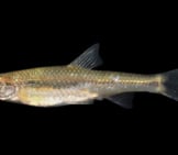 Closeup Of A Minnow Photo By: Smithsonian Environmental Research Center Https://Creativecommons.org/Licenses/By/2.0/ 