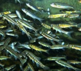 A School Of Eurasian Minnows Photo By: Bernard Dupont Https://Creativecommons.org/Licenses/By/2.0/ 