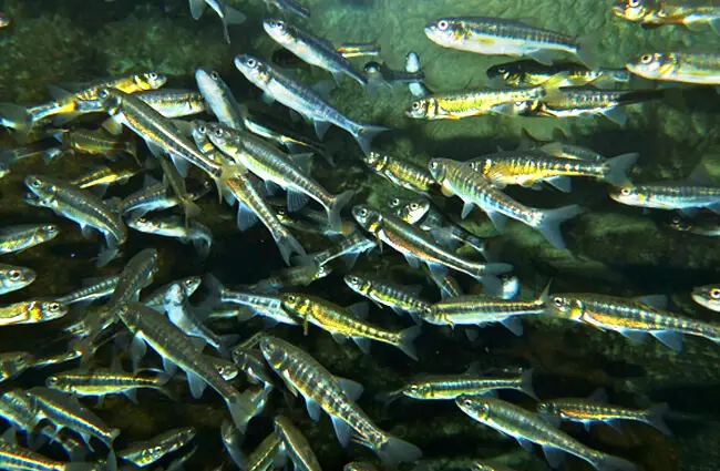 A school of Eurasian Minnows Photo by: Bernard DUPONT https://creativecommons.org/licenses/by/2.0/ 