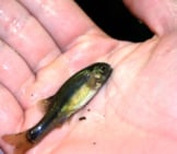 A Fathead Minnowphoto By: Noaa Great Lakes Environmental Research Laboratoryhttps://Creativecommons.org/Licenses/By/2.0/