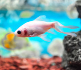 A White Molly In A Home Aquarium Photo By: Chetan Bisariya Https://Creativecommons.org/Licenses/By/2.0/ 