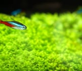 Neon Tetra Photo By: Aquathusiast Https://Creativecommons.org/Licenses/By-Nd/2.0/ 