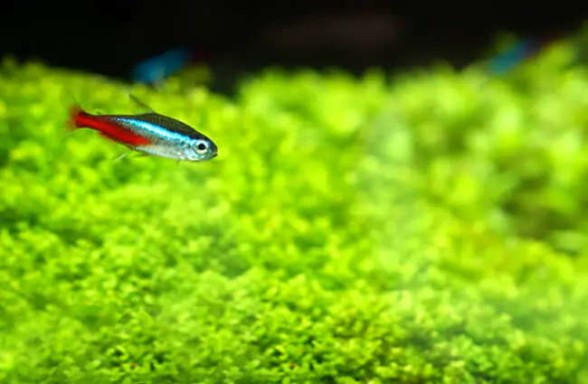 Neon Tetra Фото: Aquathusiast https://creativecommons.org/licenses/by-nd/2.0/