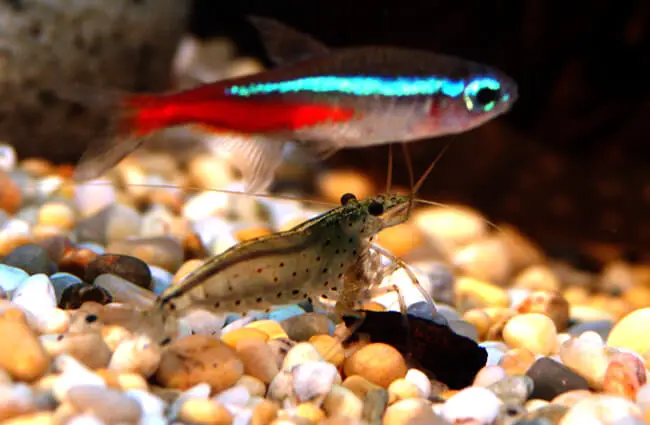A bright Neon Tetra above a Caridina Japonica Shrimp Photo by: carolineCCB https://creativecommons.org/licenses/by-nd/2.0/ 