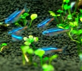 Tiny Yet Beautiful Neon Tetras Photo By: V.v Https://Creativecommons.org/Licenses/By-Nd/2.0/ 
