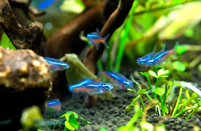 Neon Tetras Photo by: V.v https://creativecommons.org/licenses/by-nd/2.0/ 