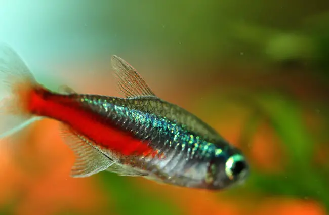 A red-bellied Neon Tetra Photo by: The Reptilarium https://creativecommons.org/licenses/by-nd/2.0/ 