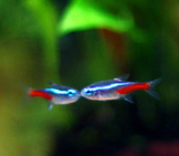 Neon Tetras Kissingphoto By: Sirenz Lorrainehttps://Creativecommons.org/Licenses/By-Nd/2.0/