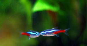 Neon Tetras kissingPhoto by: Sirenz Lorrainehttps://creativecommons.org/licenses/by-nd/2.0/