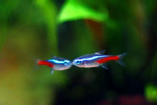 Neon Tetras kissingPhoto by: Sirenz Lorrainehttps://creativecommons.org/licenses/by-nd/2.0/