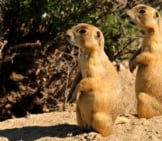 White-Tailed Prairie Dogs At Seedskadee National Wildlife Refuge Photo By: Tom Koerner, Usfws Mountain-Prairie Https://Creativecommons.org/Licenses/By/2.0/ 