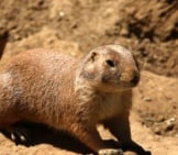 Black-Tailed Prairie Dog Photo By: Jean Https://Creativecommons.org/Licenses/By/2.0/ 