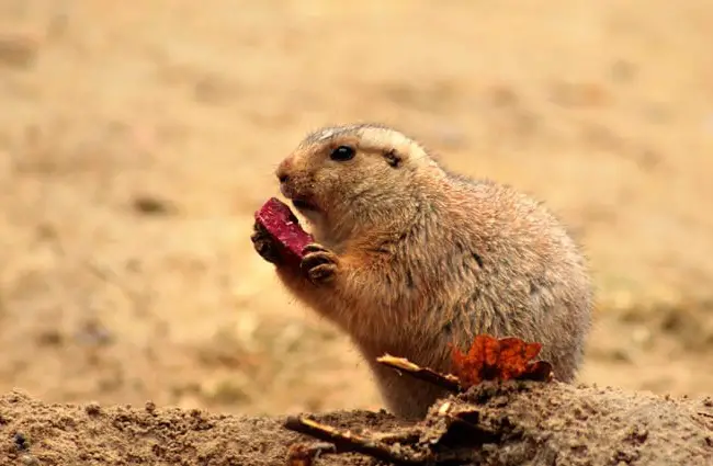 Prairie Dog - Description, Habitat, Image, Diet, and Interesting Facts