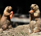 A Pair Of Prairie Dogs Outside Their Den Photo By: Alexas_Fotos Https://Pixabay.com/Photos/Prairie-Dogs-Nager-Rodents-Desert-4349563/ 