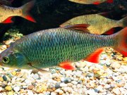 Common Rudd at the Bodorka Balaton Aquarium in HungaryPhoto by: Emőke Dénes CC BY-SA 4.0 https://creativecommons.org/licenses/by-sa/4.0