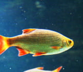 Common Rudd In An Aquarium Photo By: Olaf Nies Cc By 2.0 Https://Creativecommons.org/Licenses/By/2.0 