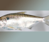 Gizzard Shad Photo By: Smithsonian Environmental Research Center Https://Creativecommons.org/Licenses/By/2.0/ 