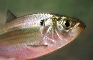 Gizzard Shad head upstream to spawnPhoto by: Brian Gratwicke, NatureServehttps://creativecommons.org/licenses/by/2.0/