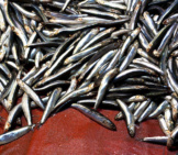Fresh Sprat Fish Heap In A Seafood Market Photo By: (C) Nathings Www.fotosearch.com 