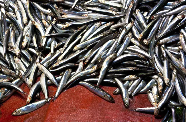 Fresh Sprat fish heap in a seafood market Photo by: (c) nathings www.fotosearch.com 