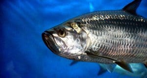 Tarpons have shiny, silvery scalesPhoto by: zoosnowhttps://pixabay.com/photos/tarpon-fish-animal-underwater-3686185/