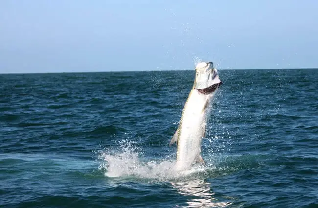 A Tarpon jumps out of the water Photo by: Florida Fish and Wildlife https://creativecommons.org/licenses/by/2.0/ 