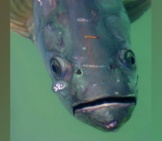 Closeup Of A Weathered Tarpon Photo By: Kai Schreiber Https://Creativecommons.org/Licenses/By/2.0/ 