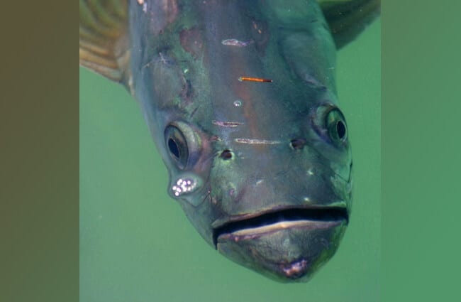 Closeup of a weathered Tarpon Photo by: Kai Schreiber https://creativecommons.org/licenses/by/2.0/ 