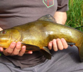 Fresh-Caught Tench Photo By: Rjp Https://Creativecommons.org/Licenses/By/2.0/ 
