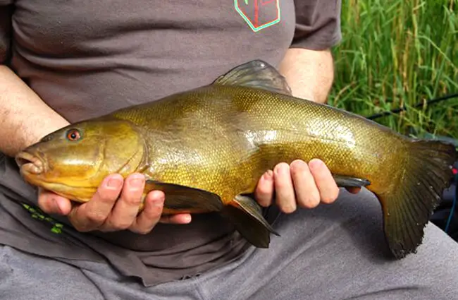 Fresh-caught Tench Photo by: rjp https://creativecommons.org/licenses/by/2.0/ 