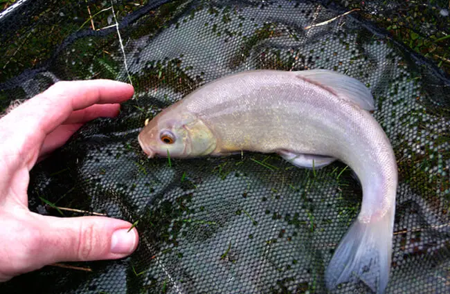 Ghostly Tench Photo by: Tim Regan https://creativecommons.org/licenses/by/2.0/ 