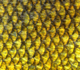 Closeup Of Tench Fish Scales Photo By: (C) Digifuture Www.fotosearch.com 