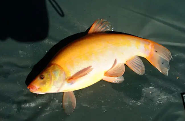 Golden Tench Photo by: George Barker https://creativecommons.org/licenses/by/2.0/ 
