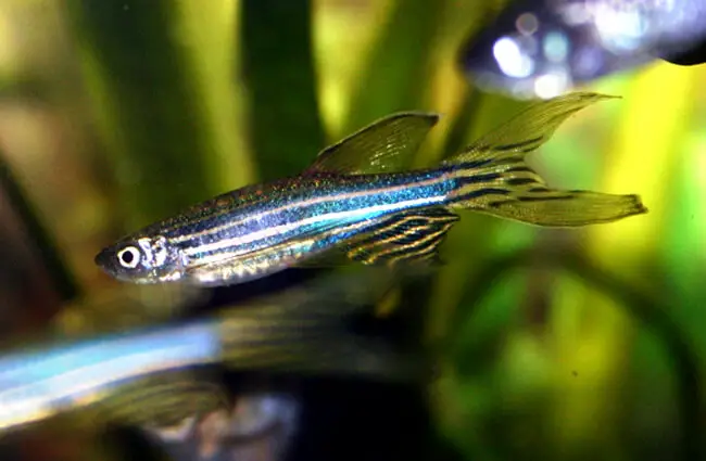 A female zebrafish with fantails 