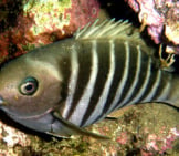 Closeup Of A Zebrafish Photo By: Saspotato Https://Creativecommons.org/Licenses/By-Nc-Sa/2.0/ 