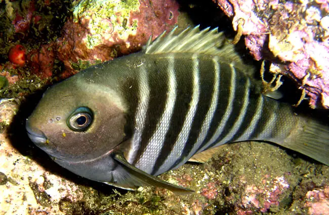 Closeup of a Zebrafish Photo by: Saspotato https://creativecommons.org/licenses/by-nc-sa/2.0/ 