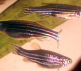 A Trio Of Zebrafish In A Home Aquarium Photo By: Bárbol Https://Creativecommons.org/Licenses/By-Nc-Sa/2.0/ 