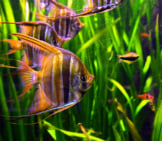 Freshwater Angelfish In Frankfurt&#039;S Zoo Photo By: Joachim S. Müller Https://Creativecommons.org/Licenses/By-Nc-Sa/2.0/ 