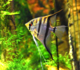 Freshwater Angelfish Photo By: Laura Wolf Https://Creativecommons.org/Licenses/By-Nc-Sa/2.0/ 