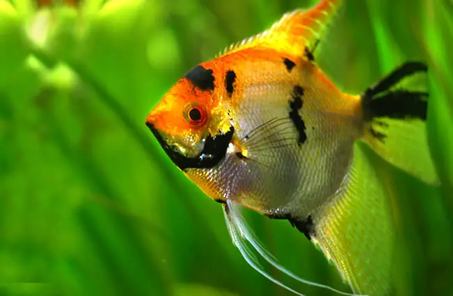 Angelfish portrait Photo by: Emilia Murray https://creativecommons.org/licenses/by-nc-sa/2.0/ 