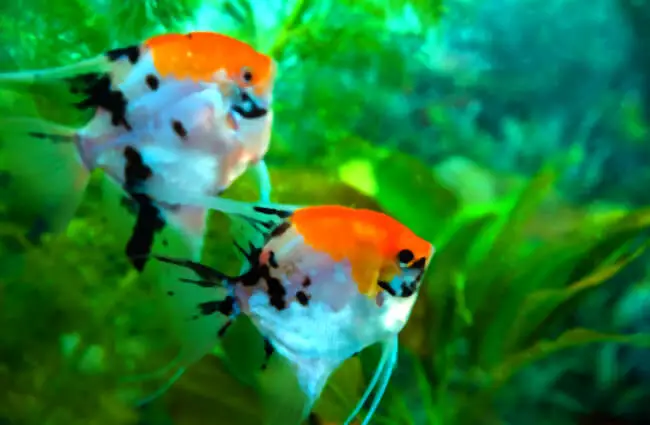 A pair of Angelfish in a small home aquarium Photo by: (c) mila103 www.fotosearch.com