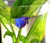 Bettas Were Once Sold In Vases With Plants Photo By: Rebecca Lehman (From Pixabay) Https://Pixabay.com/Photos/Beta-Fish-Betta-Animal-Aquatic-2868325/ 