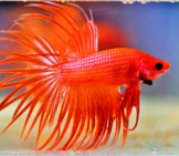 Orange Veil Tail Betta Showing Off His Fiery Colorsphoto By: Iva Balk (From Pixabay)Https://Pixabay.com/Photos/Betta-Warrior-Aquarium-Fishy-Male-3494579/