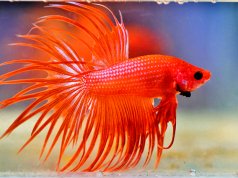Orange Veil Tail Betta showing off his fiery colorsPhoto by: Iva Balk (from Pixabay)https://pixabay.com/photos/betta-warrior-aquarium-fishy-male-3494579/
