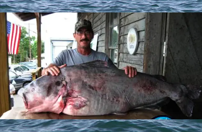 World record blue catfish at 130 Lbs. Photo by: www.LearnToCatchCatfish.com https://creativecommons.org/licenses/by-nd/2.0/ 