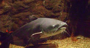 Large Blue CatfishPhoto by: forgotton0001 CC BY 2.0 https://creativecommons.org/licenses/by/2.0