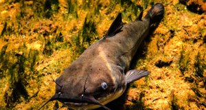 White Bullhead at Blue Springs State Park, FloridaPhoto by: Phil's 1stPixhttps://creativecommons.org/licenses/by/2.0/