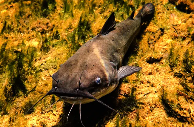 White Bullhead at Blue Springs State Park, FloridaPhoto by: Phil&#039;s 1stPixhttps://creativecommons.org/licenses/by/2.0/