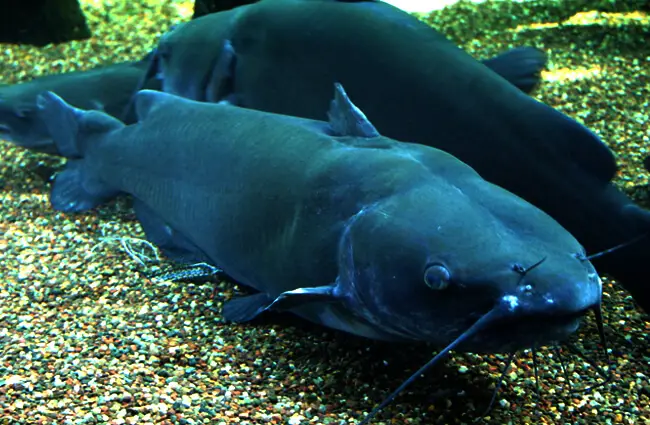 A pair of Channel Catfish Photo by: Ryan Somma https://creativecommons.org/licenses/by/2.0/ 